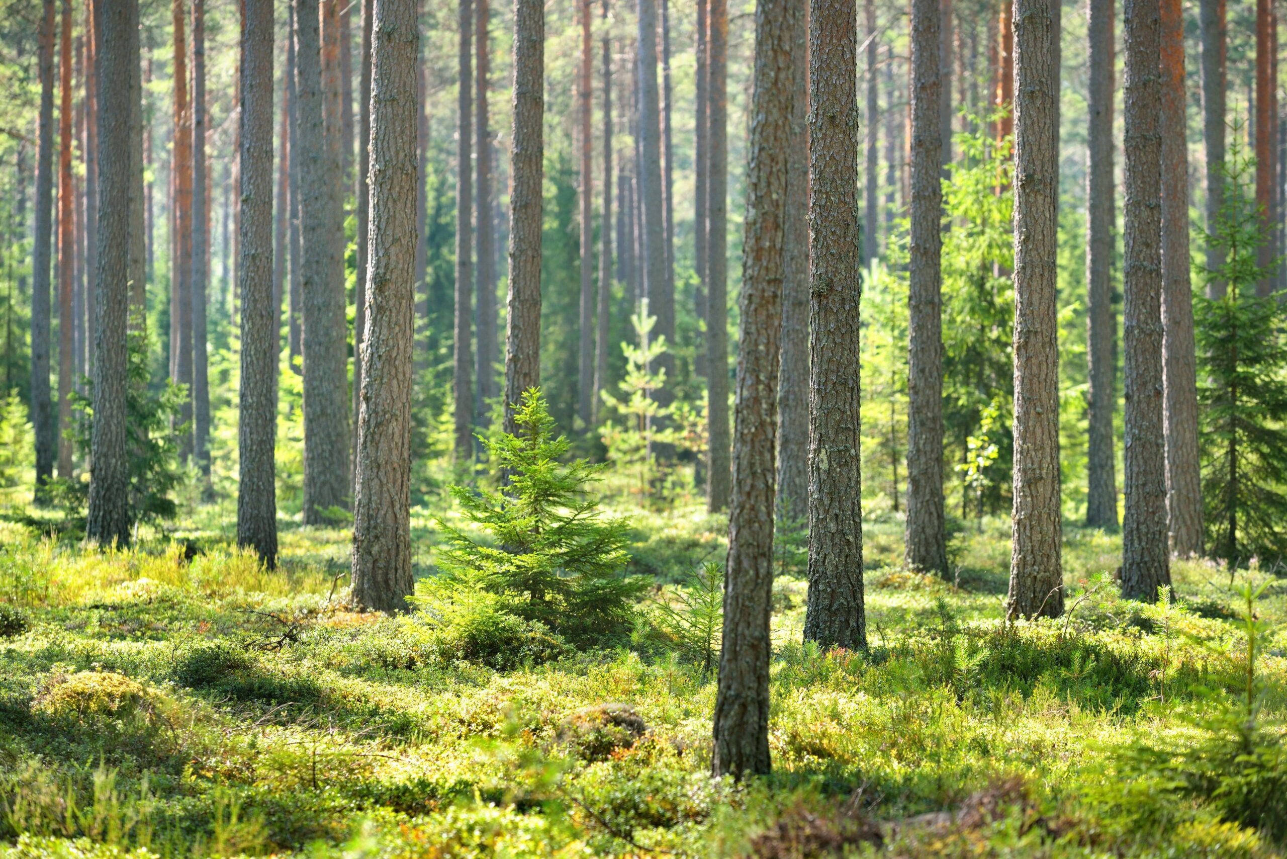 Aurinkoinen suomalainen mäntymetsä.